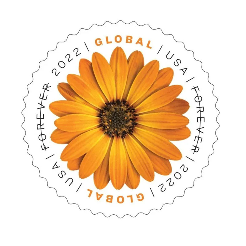 2022 Global African Daisy